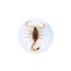 Scorpion doré inclusion sous résine