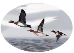 Sticker autocollant Canards, MADE IN CHASSE - Equipements de chasse MADE IN CHASSE