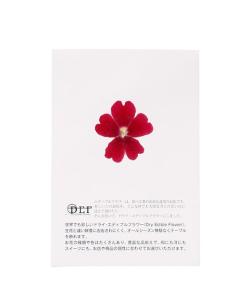 Fleurs comestibles séchées de verveine rouge