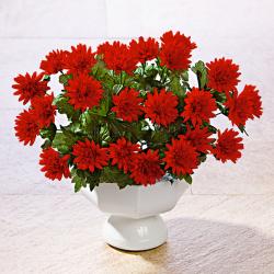 Bouquet d'asters, rouge