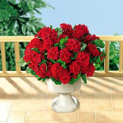 Bouquet de géraniums